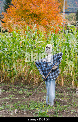New York, Cooperstown, Farmers Museum. Fall cornfield with scarecrow. Stock Photo