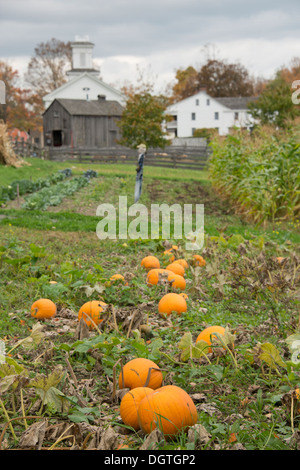 New York, Cooperstown, Farmers Museum. Fall pumpkin patch. Stock Photo