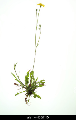 Crepis capillaris, Smooth Hawkweed Stock Photo