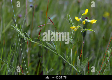Lathyrus pratensis, Meadow Vetchling Stock Photo