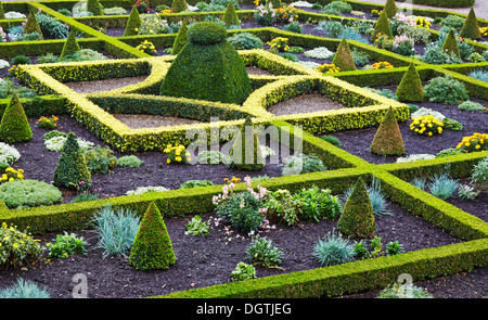 Parterre garden of box  and holly topiary and hedges at Hanbury Hall a William and Mary style house in the Midlands UK Stock Photo