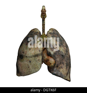 3D digital render of rotten lungs of smokers isolated on white Stock ...