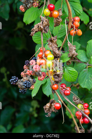 Colourful autumn hedgerow containing Blackberry and White Bryony fruits Stock Photo
