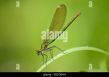 Banded demoiselle (Calopteryx splendens), female, Fert&#337;-Hanság National Park, Hungary, Europe Stock Photo