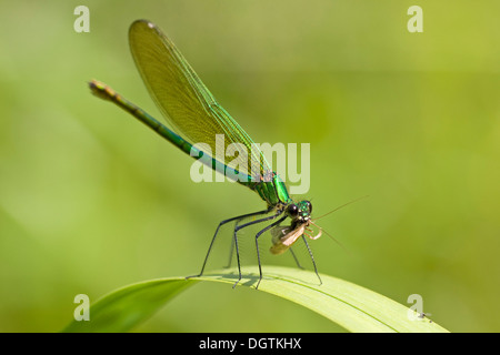 Banded demoiselle (Calopteryx splendens), female with prey, Fert&#337;-Hanság National Park, Hungary, Europe Stock Photo