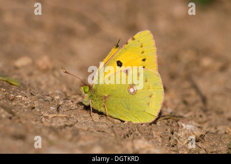 Pale Clouded Yellow (Colias hyale), Cape Kaliakra, Bulgaria, Europe Stock Photo