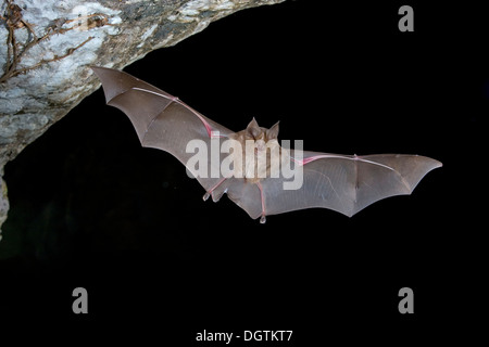 Greater Horseshoe Bat (Rhinolophus ferrumequinum) flying out of a cave, Sardinia, Italy, Europe Stock Photo
