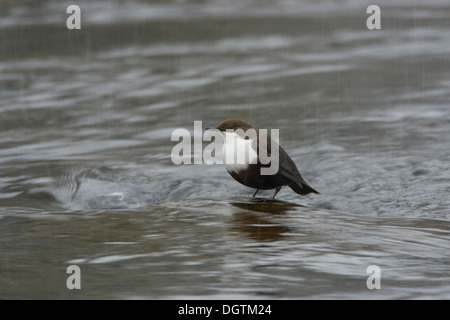 White-throated Dipper (Cinclus colchicus), Oulanka National Park, Finland, Europe Stock Photo