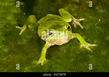 Sardinian Tree Frog or Tyrrhenian Tree Frog (Hyla sarda), Sardinia, Italy, Europe Stock Photo