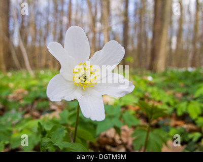 Wood anemone, windflower (Anemone nemorosa), Thuringia Stock Photo