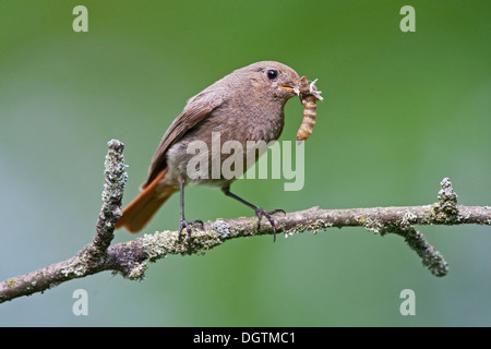 Black redstart (Phoenicurus ochruros) female with prey, Thuringia Stock Photo