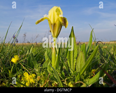 Dwarf iris (Iris pumila), Lake Neusiedl, Austria, Europe Stock Photo