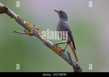 Black Redstart (Phoenicurus ochruros), young, Thuringia Stock Photo