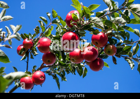 Apple Tree with apples, detail Stock Photo