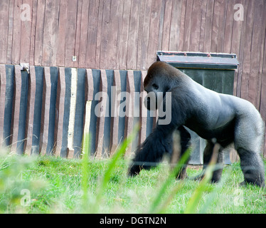 Western Lowland gorilla outside in London Zoo Gorilla Kingdom. Stock Photo