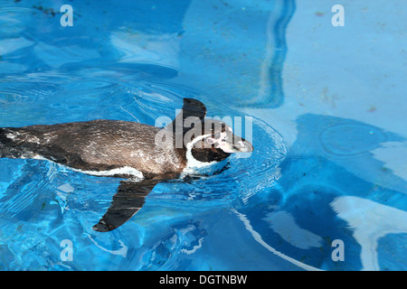 Humboldtpinguïn, Spheniscus humboldti, Humboldt Penguin, Peruvian Penguin, Patranca, Humboldt-Pinguin, Pinguin, South-American, Stock Photo