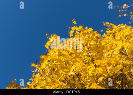 Branch of yellow maple leaves on blue sky background Stock Photo