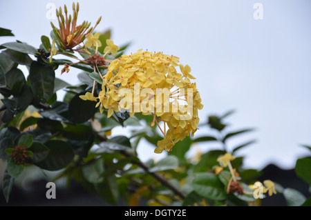 beautiful yellow flowers (Asoka, Saraca Asoca ) with grove green leafs Stock Photo