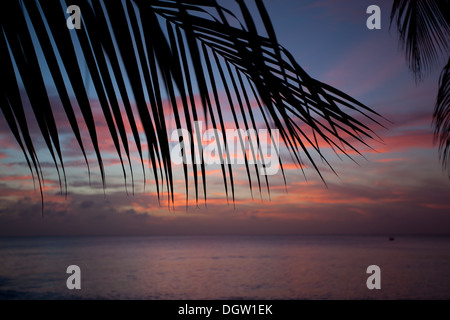 sunset with palm trees in Barbados Stock Photo