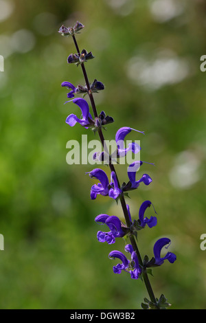 Salvia pratensis, meadow sage Stock Photo