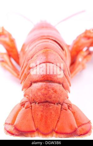 Large cooked red lobster on white background. Stock Photo