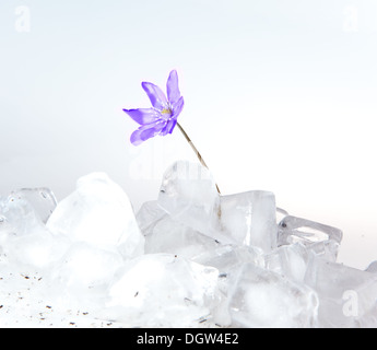 Snowdrop, growing from ice Stock Photo - Alamy