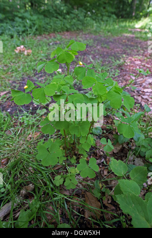 Yellow woodsorrel, Oxalis stricta Stock Photo