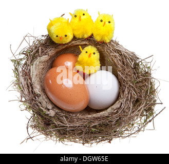 birds nest with eggs and toy chickens Stock Photo