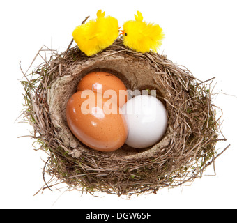 birds nest with eggs and toy chickens Stock Photo