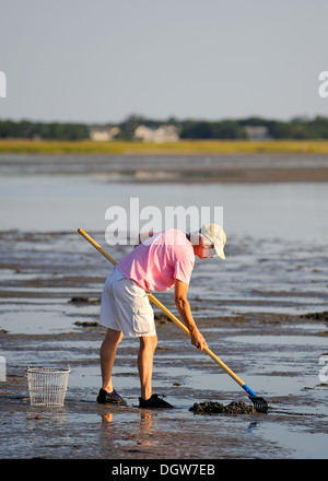 Woman digging for clams on Cape Cod Massachusetts, USA  beach during low tide. Stock Photo