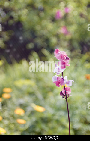 Close-up of beautiful bean flowers on a green vine Stock Photo - Alamy