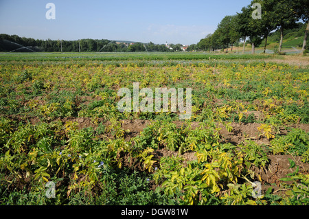 Potatoes Stock Photo