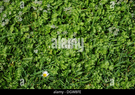 Celery Stock Photo