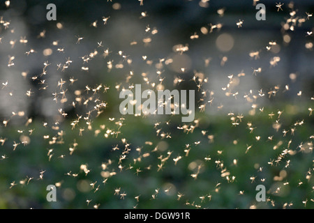 Flying insects swarming over river Nybroån Stock Photo - Alamy