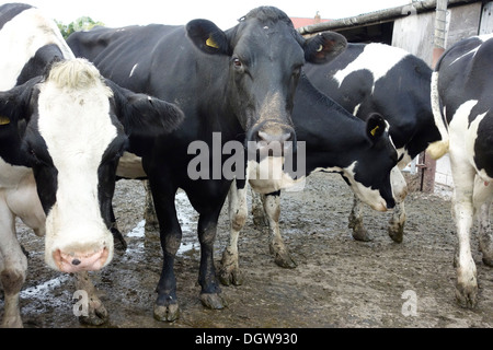 Friesian and Friesian cross Holstein dairy cattle on a Cheshire, UK dairy farm Stock Photo