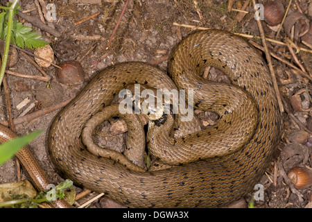 Grass-snake, Natrix natrix with slow-worm on edge of compost heap in Dorset garden. Stock Photo