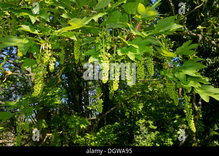Sycamore, Acer pseudoplatanus in flower in spring. Naturalised in UK. Stock Photo