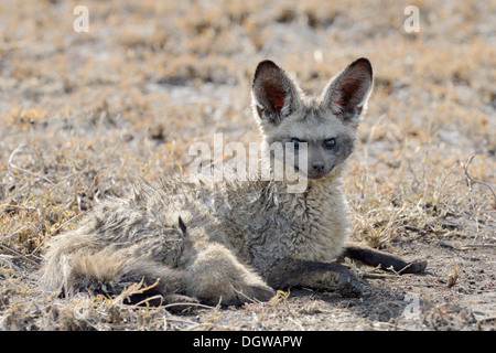 Bat-eared fox with young drinking on savannah Stock Photo