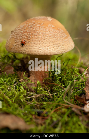 not edible mushroom (Amanita rubescens) in forest