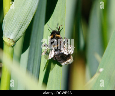 european short haired bumblebee reintroduced into uk at the Dungeness Bird Observatory, kent, uk, june 2013 Stock Photo