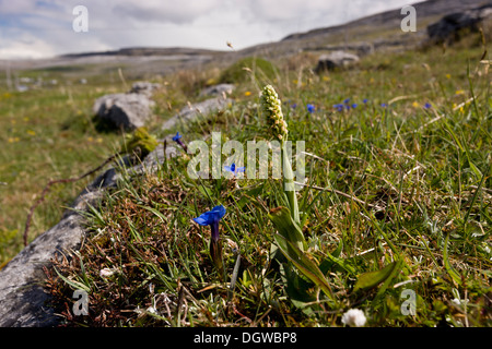 Dense-flowered Orchid, Neotinea maculata growing with spring gentians in The Burren, Ireland Stock Photo