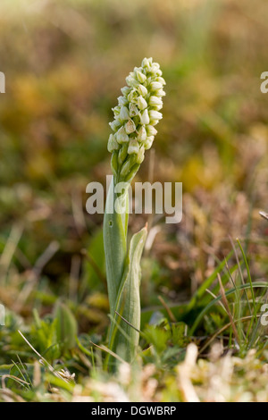 Dense-flowered Orchid, Neotinea maculata growing in The Burren, Ireland Stock Photo