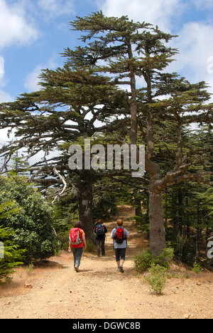 Group of hikers hiking below a Lebanon Cedar (Cedrus libani var brevifolia), Tripylos, Troodos Mountains, Southern Cyprus Stock Photo
