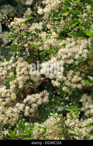 Profuse flowers of Old Man's Beard Clematis vitalba climbing through a Kent hedgerow UK Stock Photo