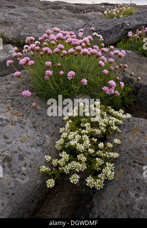 Thrift and Common Scurvy-Grass on coastal limestone pavement in The Burren, Ireland Stock Photo