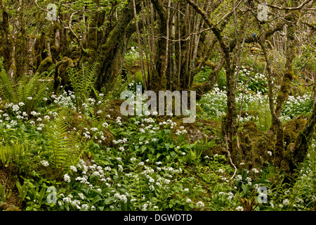 Spectacular spring flowers and ferns in ancient hazel coppice at Slieve carran NNR , The Burren, Ireland Stock Photo