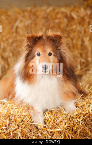 Sheltie, sable-white, 12 years old / Shetland Sheepdog Stock Photo