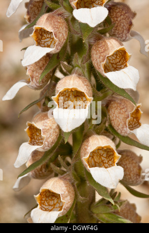 Woolly Foxglove or Grecian Foxglove, Digitalis lanata growing in the Rila mountains, Bulgaria. Stock Photo