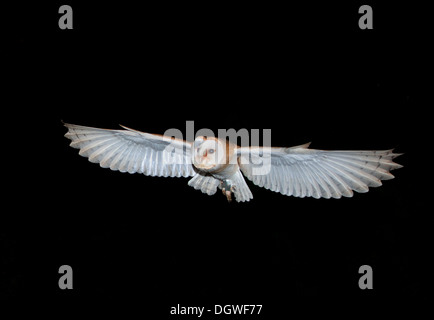 Barn Owl Flying At Night.(Tyto alba). Stock Photo
