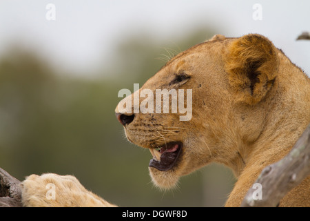 Lioness (Panthera leo) close-up, side-profile Stock Photo